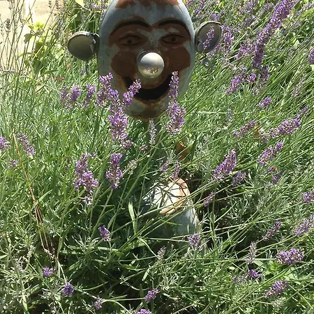 ゲストハウス Eden Des Choux Krautergersheim